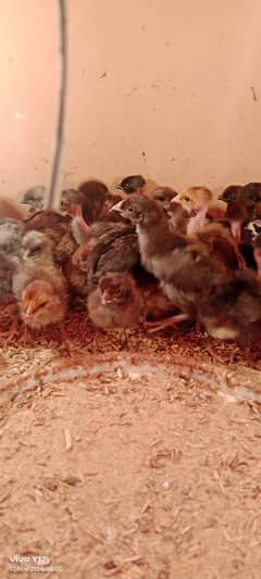 Pure misri (fayuomi) chicks  available 03129929924