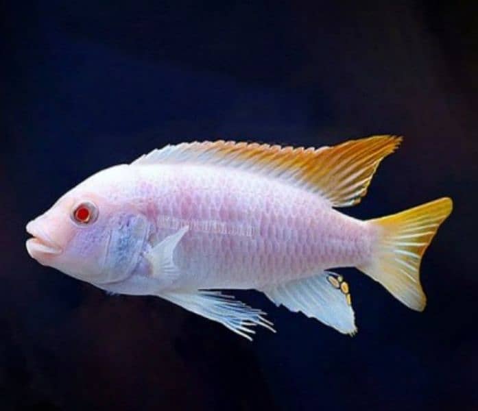 Cichlid fish is a Imported Fish 0