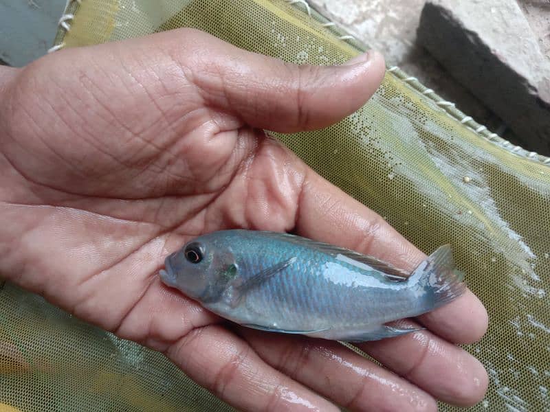 Cichlid fish is a Imported Fish 1