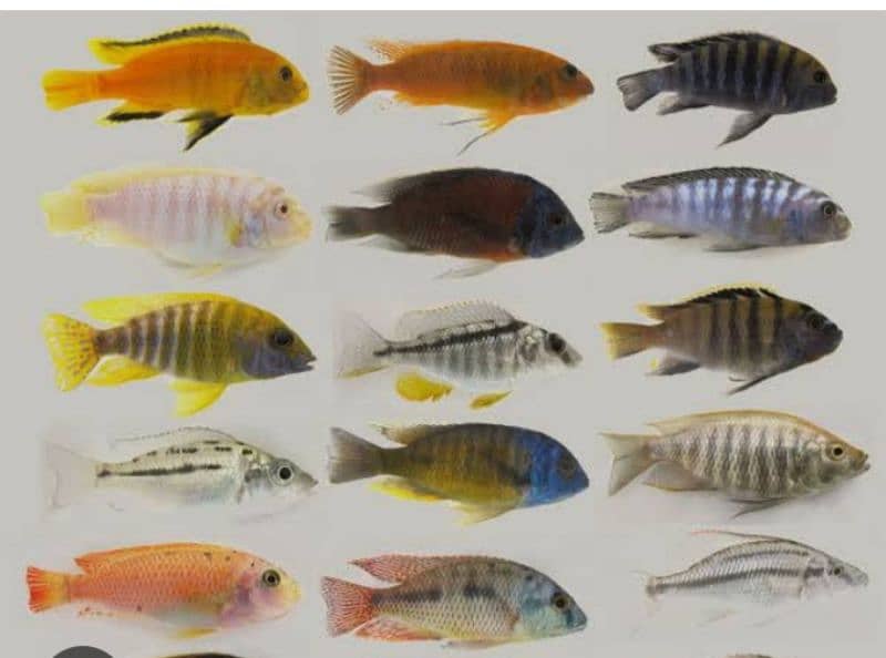 Cichlid fish is a Imported Fish 4