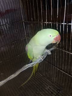 Raw female parrot