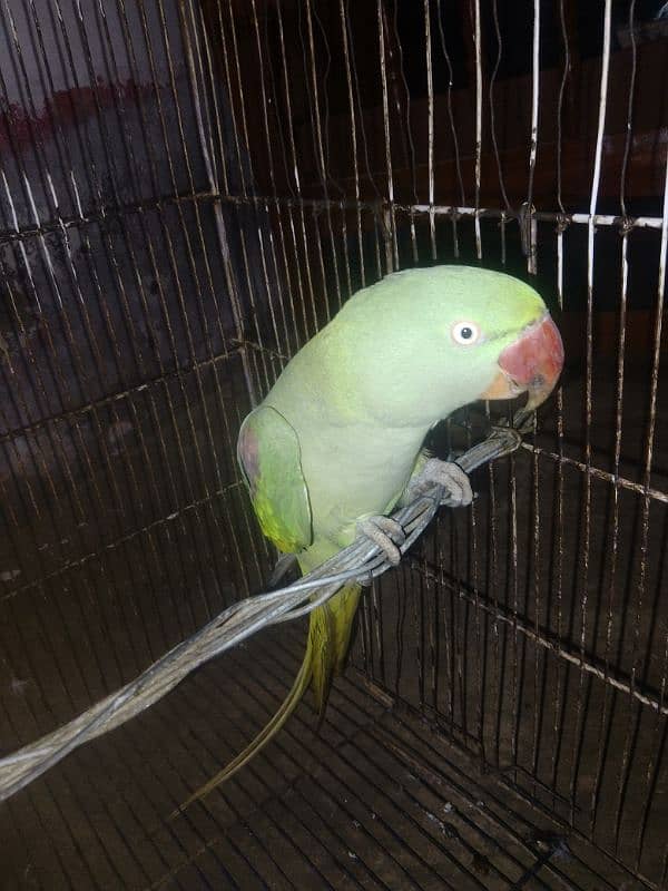 Raw female parrot 0