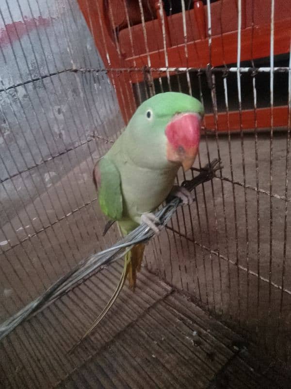 Raw female parrot 1