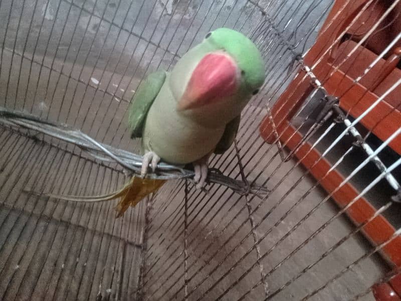 Raw female parrot 2