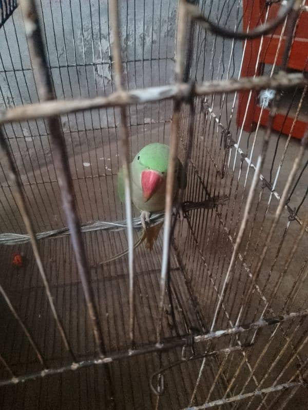 Raw female parrot 3