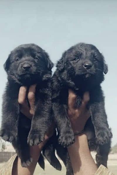 balck shepherd dubal cout pair 2 mahnt for sale 0