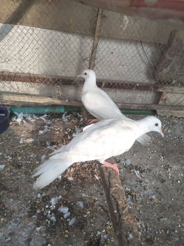 white doves for sale 1