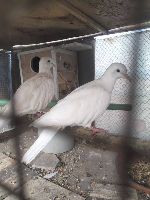 white doves for sale 3