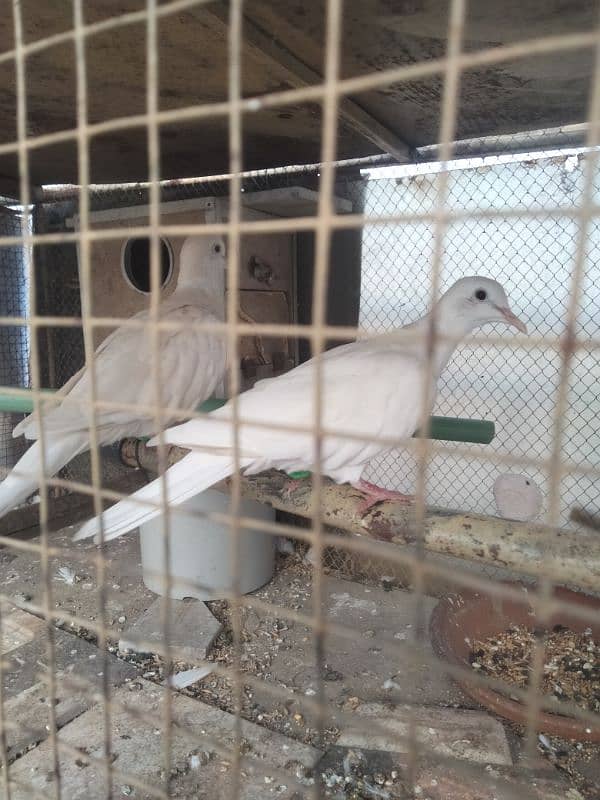 white doves for sale 4