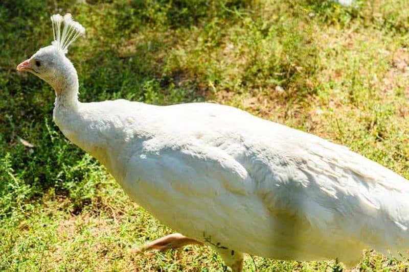 White Peacocks 1