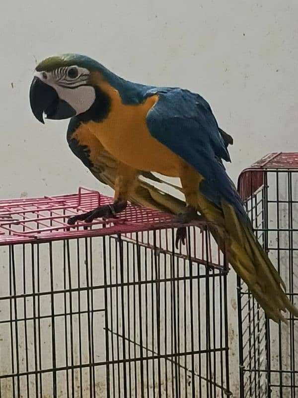 macaw Blue n Gold TAME & talking 2