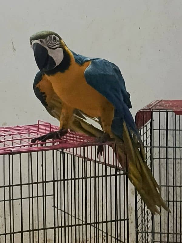 macaw Blue n Gold TAME & talking 6