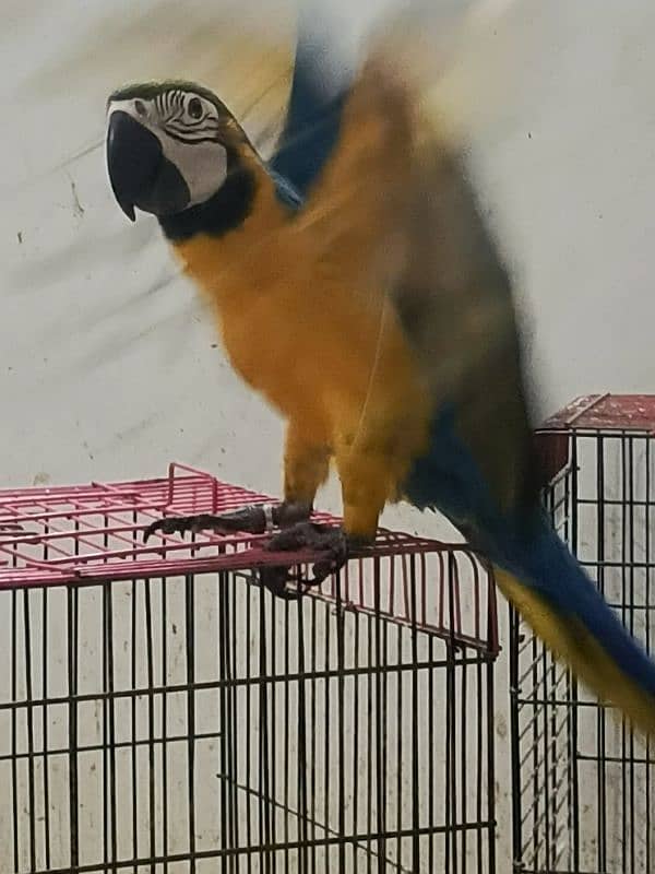 macaw Blue n Gold TAME & talking 7