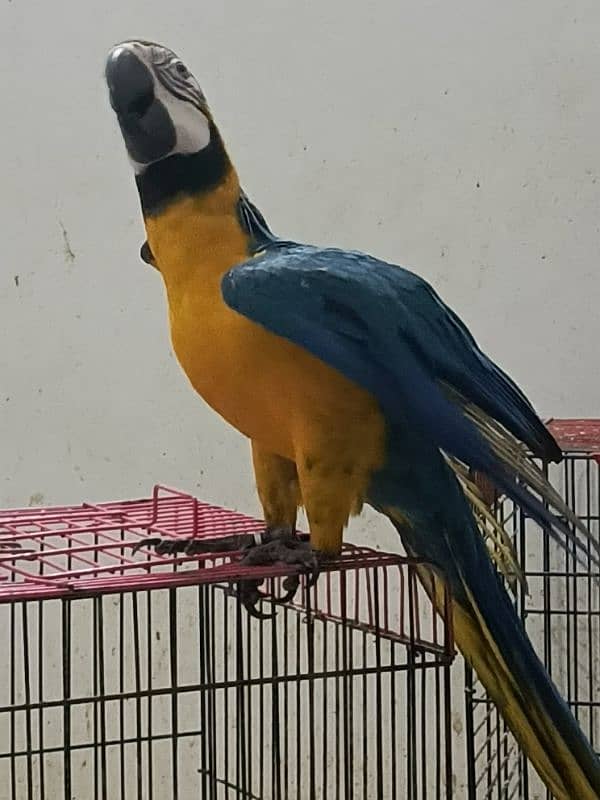 macaw Blue n Gold TAME & talking 8