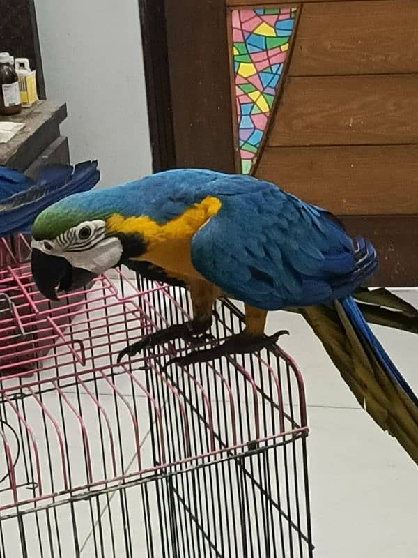 macaw Blue n Gold TAME & talking 9