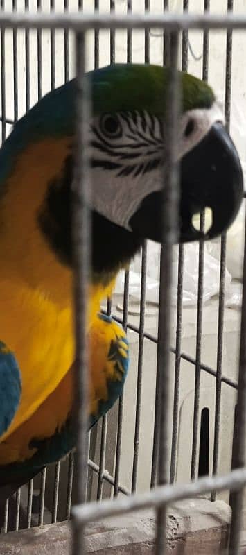 macaw Blue n Gold TAME & talking 10