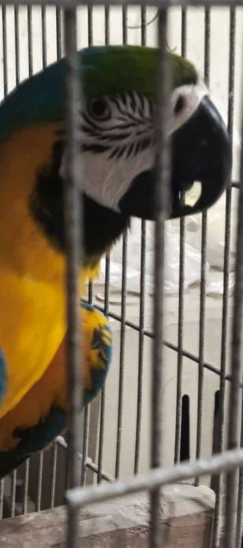 macaw Blue n Gold TAME & talking 11