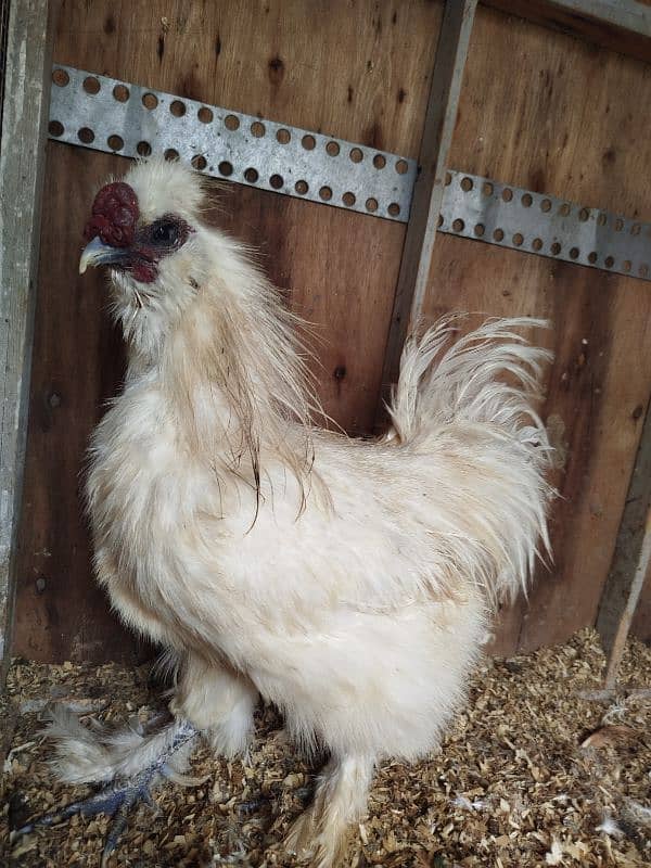 Silkie breeder male ( ایک آنکھ سے اندھا ہے ) 0