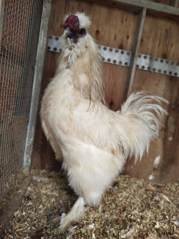 Silkie breeder male ( ایک آنکھ سے اندھا ہے ) 1