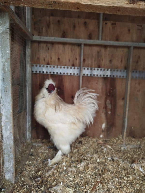 Silkie breeder male ( ایک آنکھ سے اندھا ہے ) 2