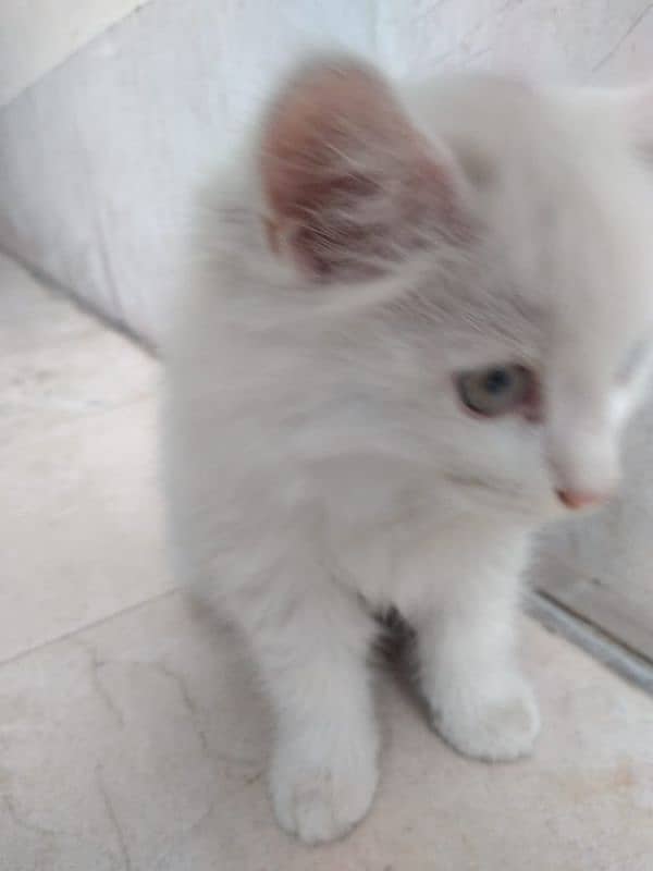 cute cat for sale 1