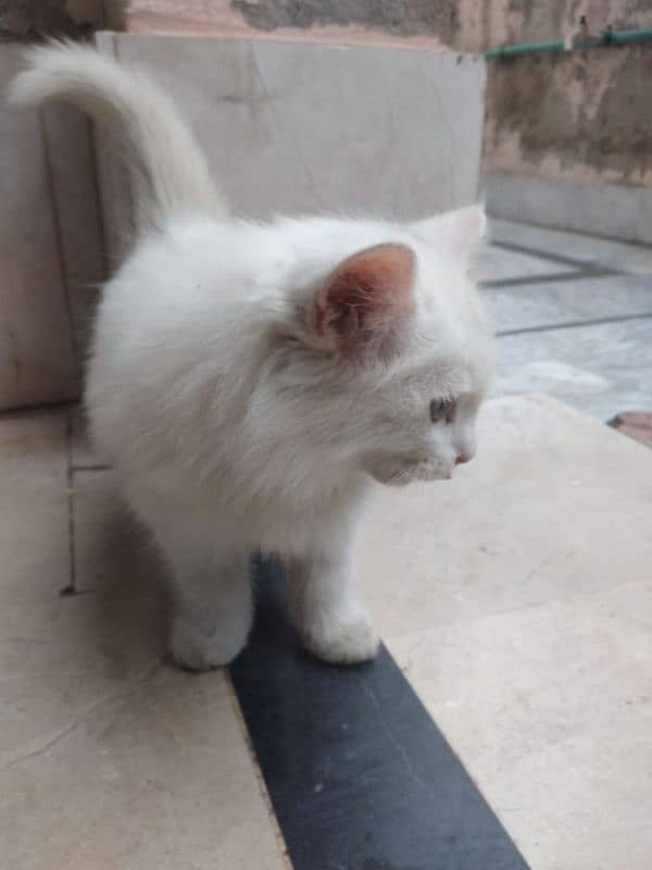 cute cat for sale 2