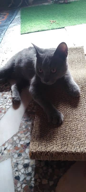 british shorthair 0