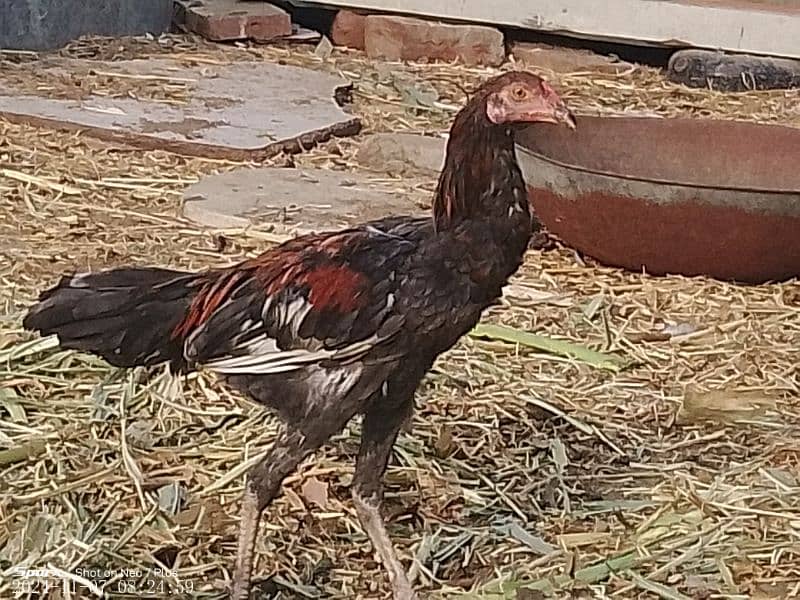 aseel hen for sale 0