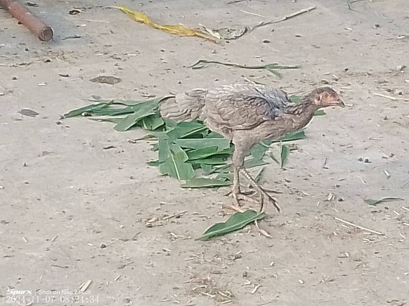 aseel hen for sale 2