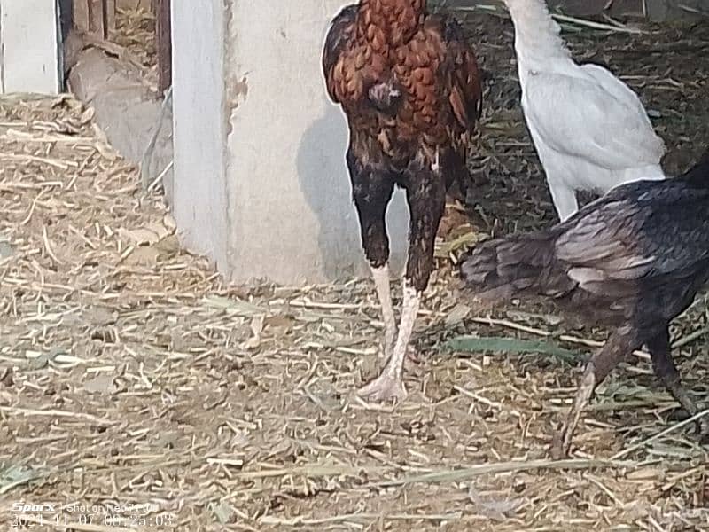 aseel hen for sale 3