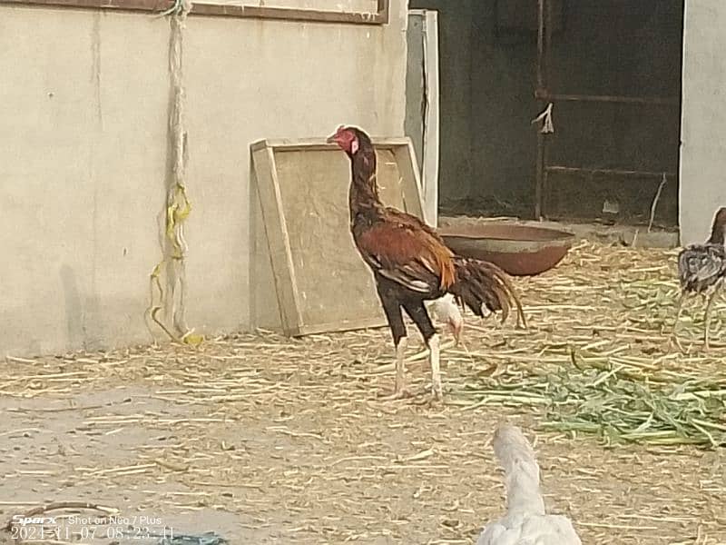 aseel hen for sale 5