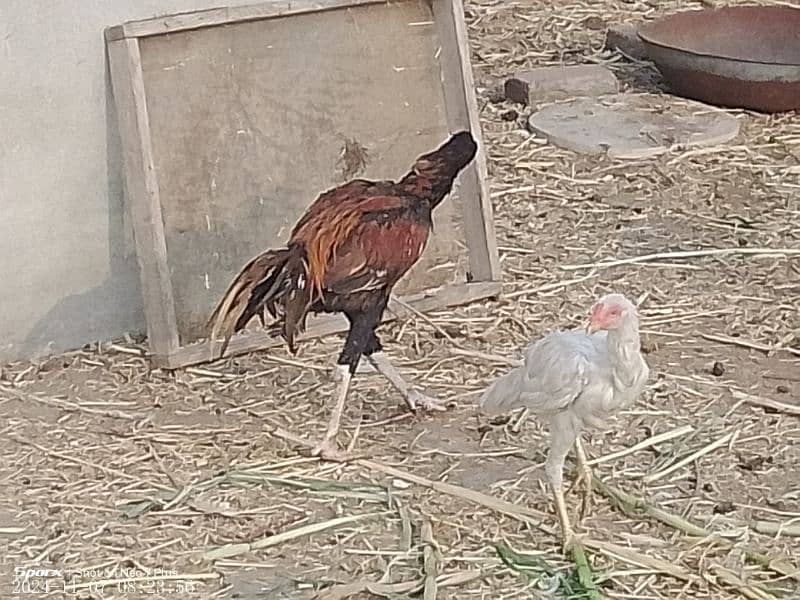 aseel hen for sale 6