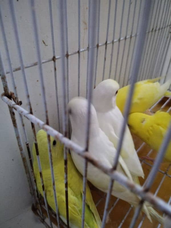 Australian parrots chick age 25 to 45 days. red and black eyes 3