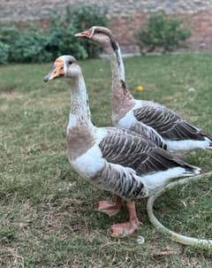 Geese Duck Pair