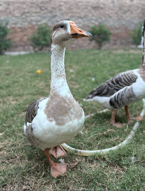 Geese Duck Pair 1