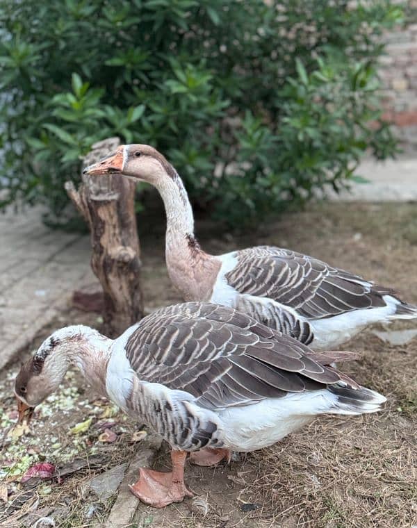 Geese Duck Pair 2