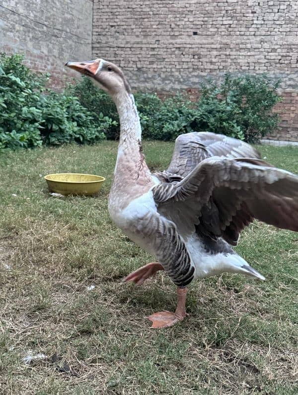 Geese Duck Pair 3