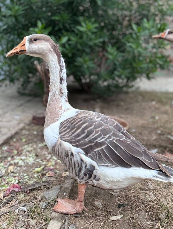 Geese Duck Pair 4