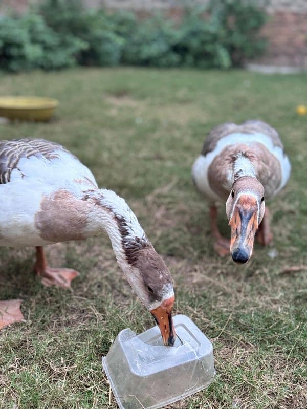 Geese Duck Pair 5