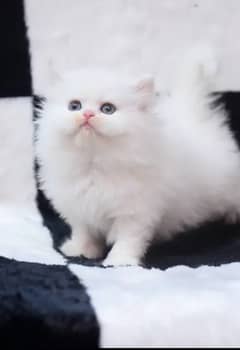 Persian Cat for sale my WhatsApp number 03238950275