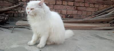 White Persian Cat 5 Coded Face Available