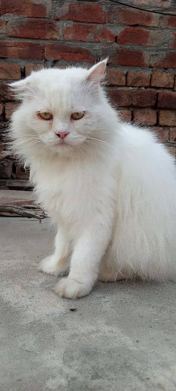 White Persian Cat 5 Coded Face Available 1