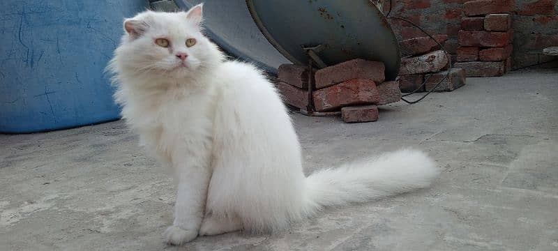 White Persian Cat 5 Coded Face Available 2