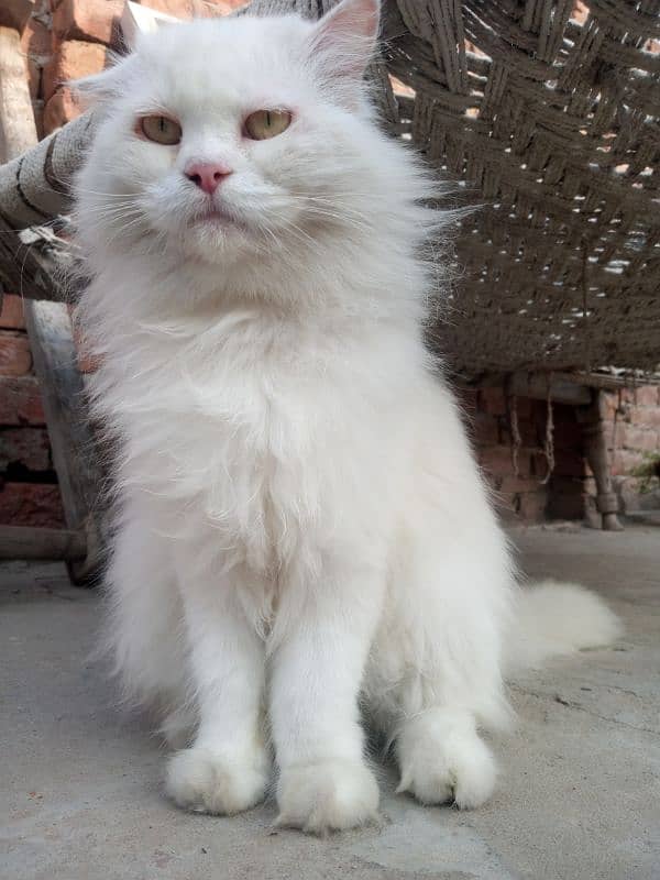 White Persian Cat 5 Coded Face Available 3