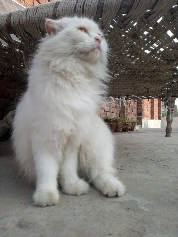 White Persian Cat 5 Coded Face Available 4