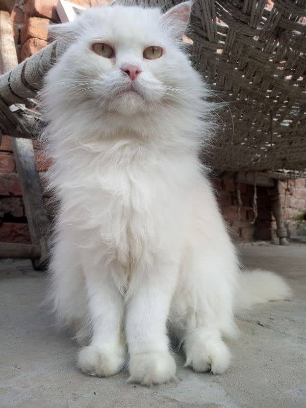 White Persian Cat 5 Coded Face Available 5