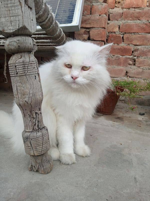 White Persian Cat 5 Coded Face Available 6