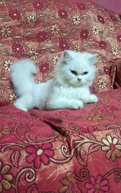 white persian female