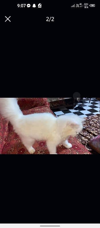 white persian female 1