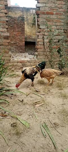 1 murgh aur 3 hens